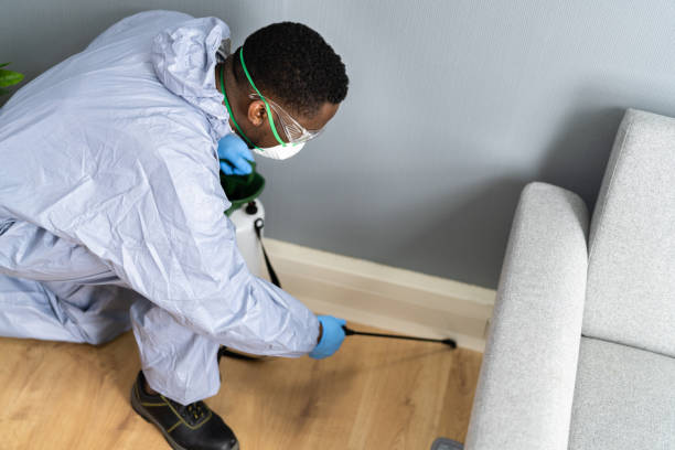 Trusted Santa Paula, CA Pest Control Experts